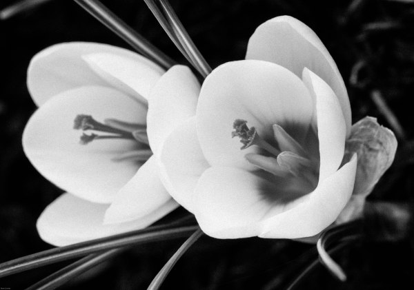 FlowerB&W