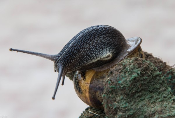 Snail-3