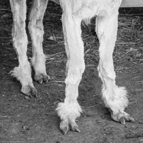 Alpaca feet