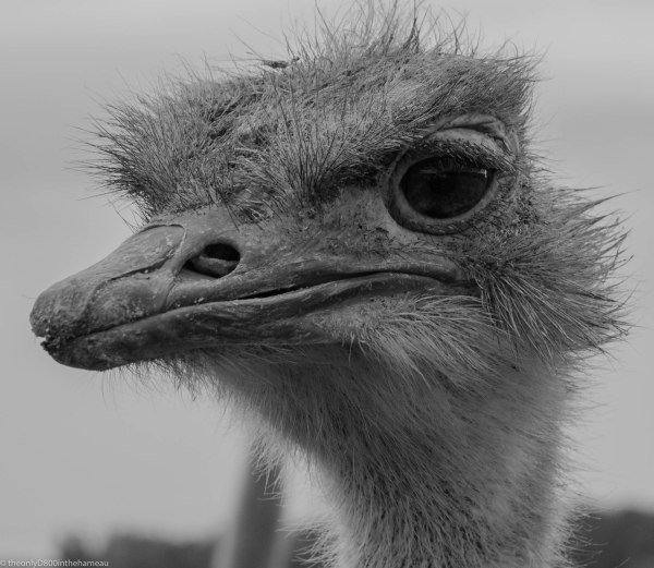 Ostrich