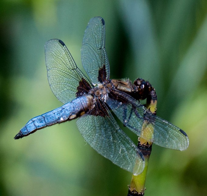 Dragonfly