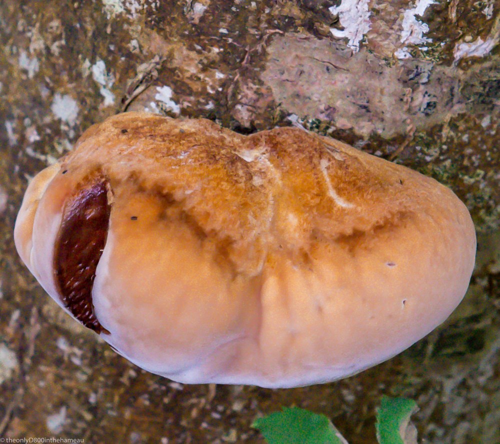 fungus