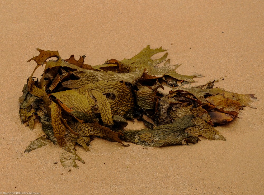 seaweed