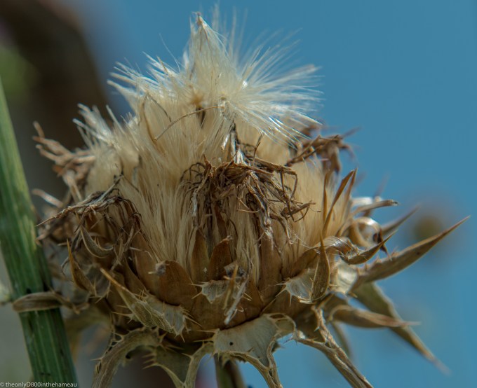 milk-thistle
