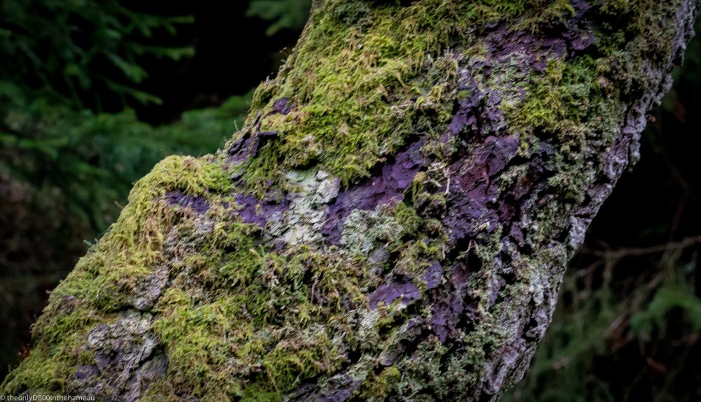 moss-on-tree