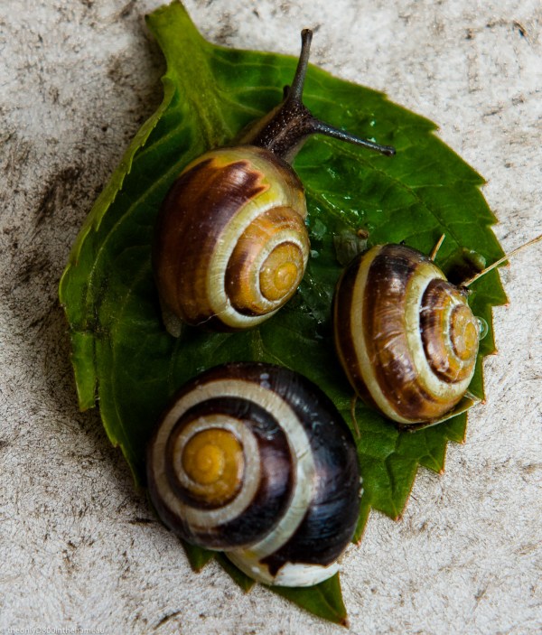 snails